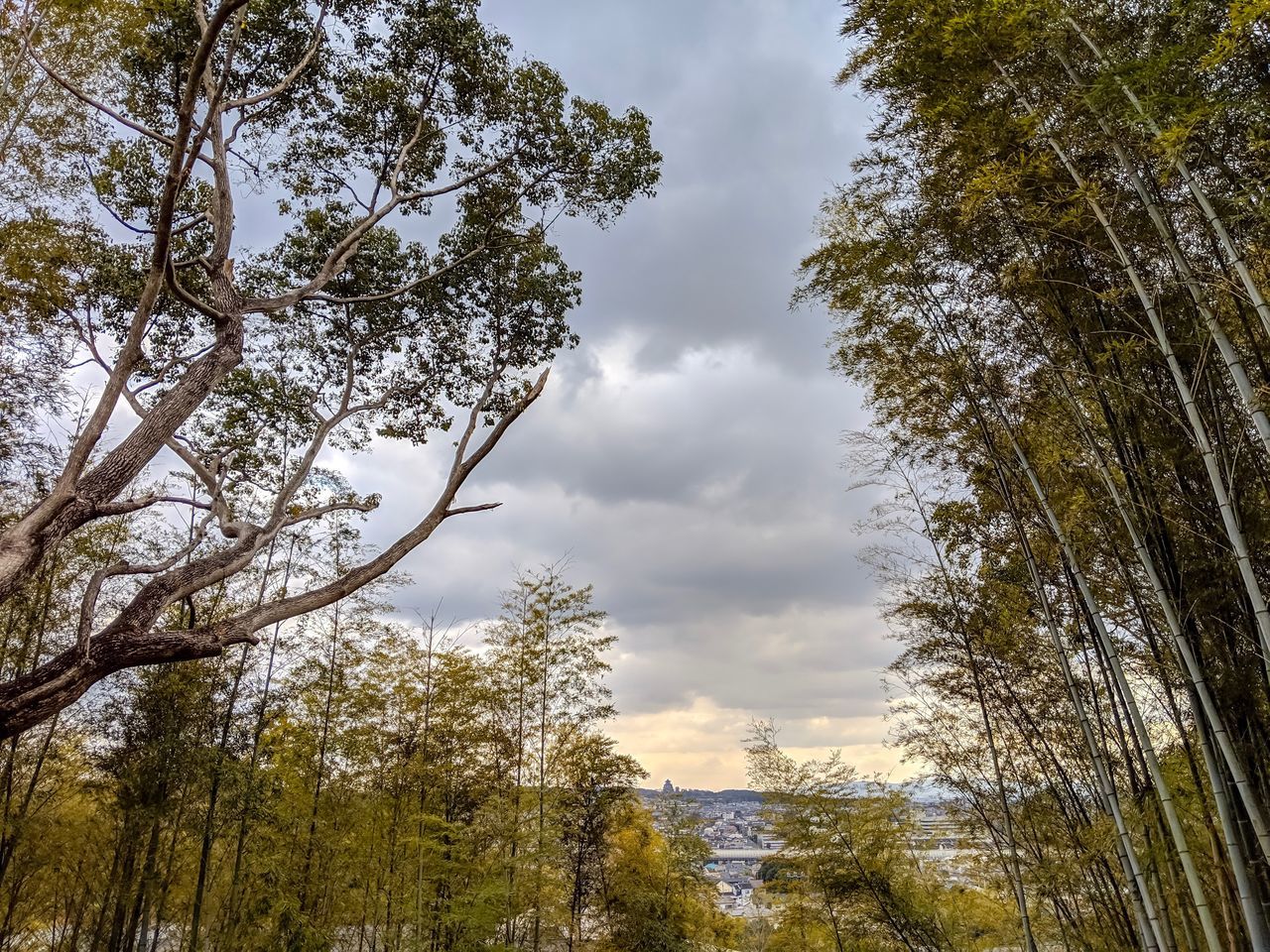 tree, plant, growth, sky, beauty in nature, low angle view, cloud - sky, nature, no people, tranquility, day, tranquil scene, outdoors, land, scenics - nature, forest, non-urban scene, green color, branch, leaf, tree canopy, treelined