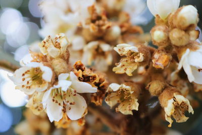 Close-up of white flowering plant