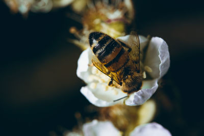 Overhead closeup view of a small bee on a white flower