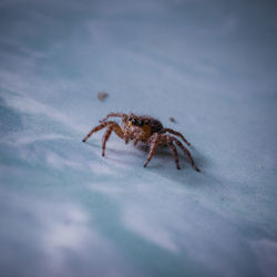 Close-up of jumping spider