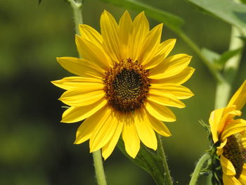 Close-up of yellow sunflower