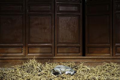 Cat relaxing on straw against wooden door