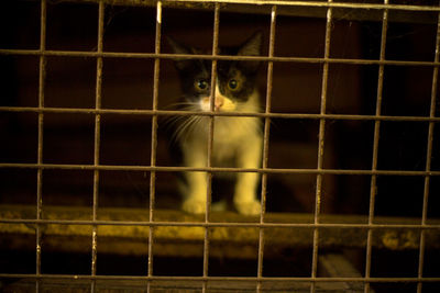 Portrait of cat in cage