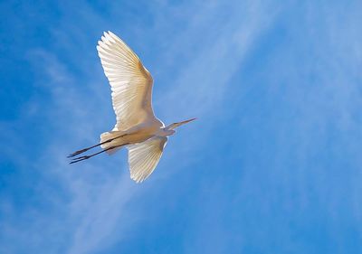 Bird flying against sky