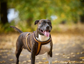 Dog american pit bull terrier stands in the autumn park and looks at the camera. tongue sticking 