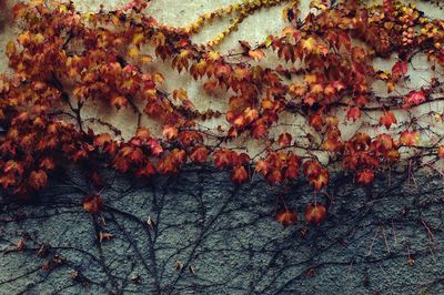 Close-up of orange maple leaves on tree