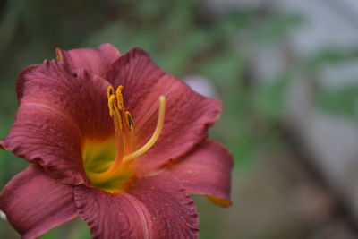 Close-up of day lily blooming outdoors