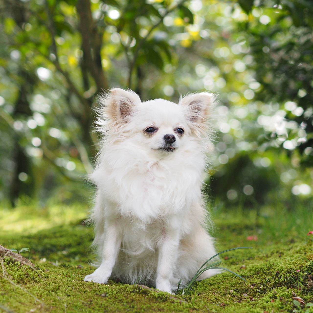 one animal, animal themes, pets, mammal, domestic animals, dog, portrait, focus on foreground, white color, looking at camera, sitting, tree, front view, grass, field, outdoors, day, close-up, no people