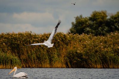 Seagull flying in danube delta