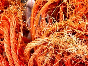 Close-up of plant in field