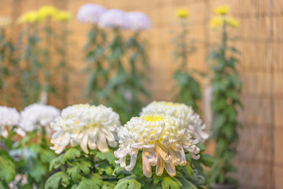 Close-up of white flowering plant