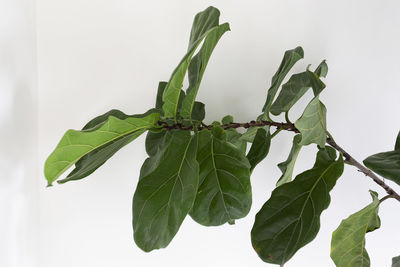 Close-up of fresh green leaves against white background