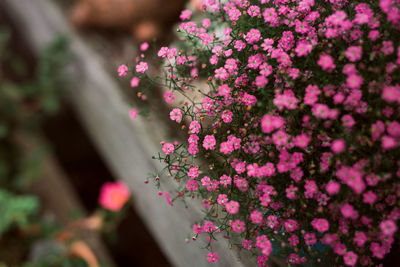 Close-up of pink flowering plant