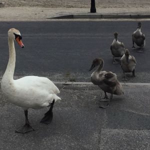 Swans on lake