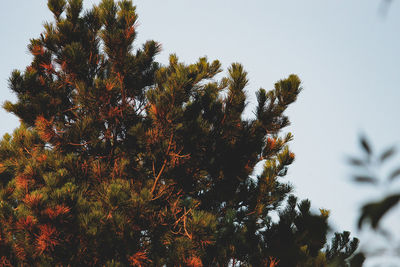 Low angle view of trees against sky during autumn