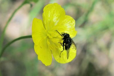 Close-up of insect on yellow flower