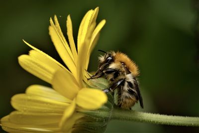 Close-up of bee pollinating on flower