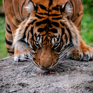 Close-up portrait of a tiger