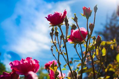 Close-up of pink flowers blooming against sky