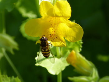 Close-up of bee on yellow flower