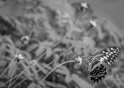 Close-up of butterfly pollinating on flower
