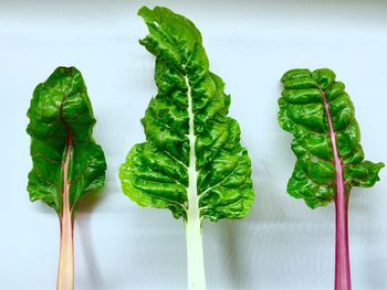 Close-up of green leaves against white background