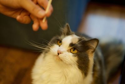 Close-up of hand holding cat