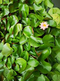 High angle view of flowering plant