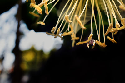 Close-up of insect on plant