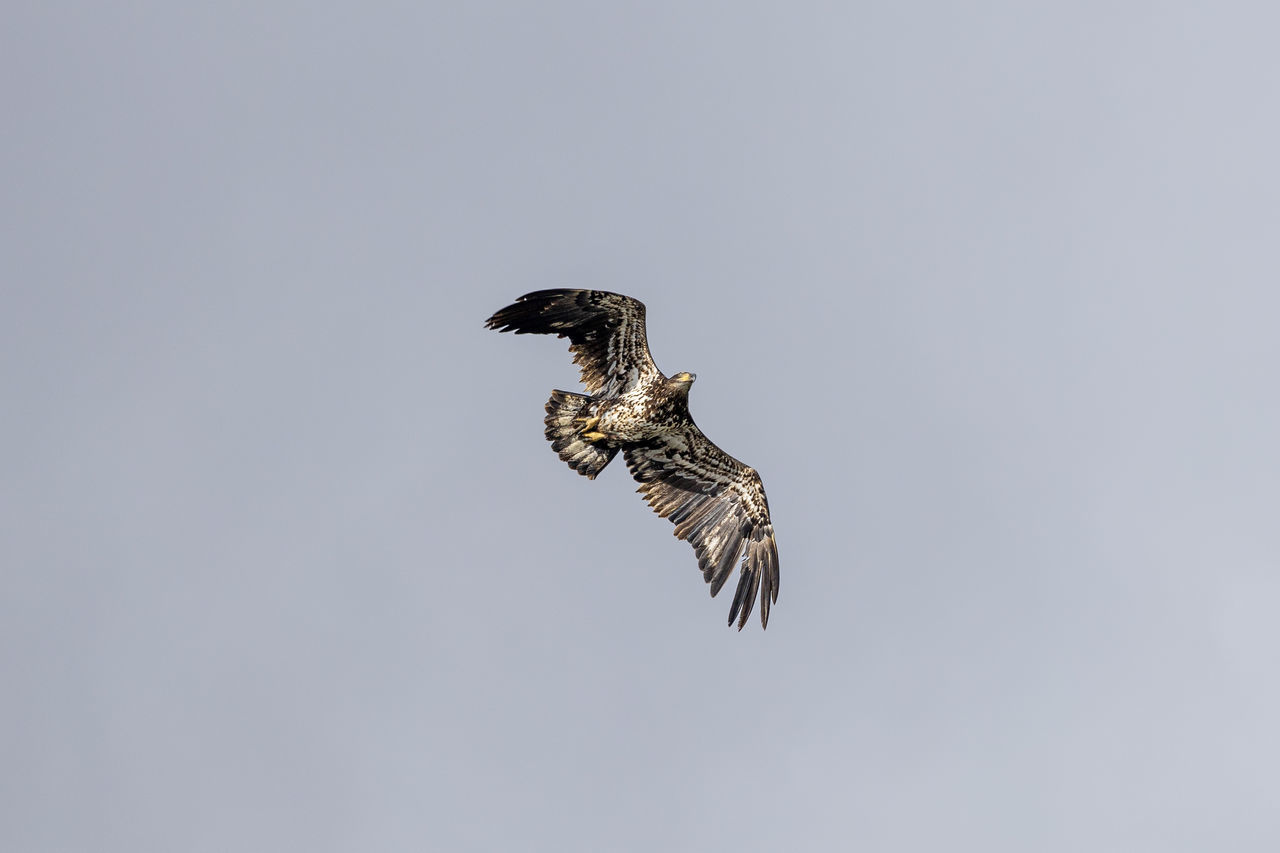 animal themes, animal wildlife, animal, wildlife, bird, one animal, flying, bird of prey, falcon, animal body part, mid-air, no people, spread wings, hawk, copy space, buzzard, nature, sky, wing, eagle, motion, full length, outdoors, falcon - bird, low angle view, day, beauty in nature