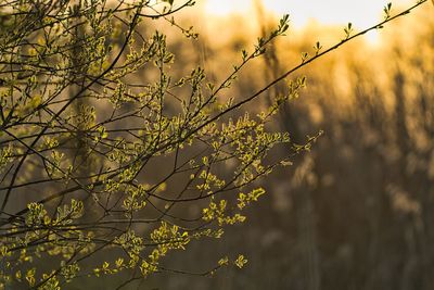 Close-up of plant against sky at sunset