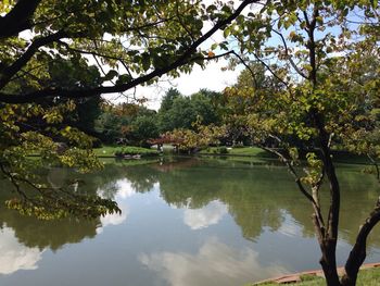 Reflection of trees in water