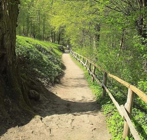 Footpath in park