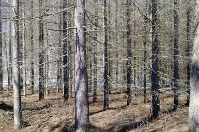 View of trees in forest