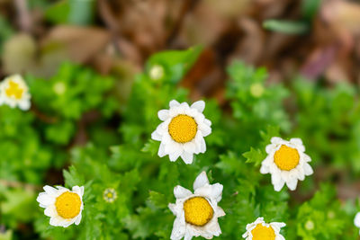 Close-up of white flowering plants