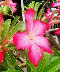 Close-up of wet pink flowers blooming outdoors