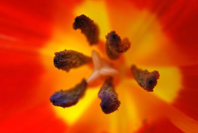 Close-up of orange flower