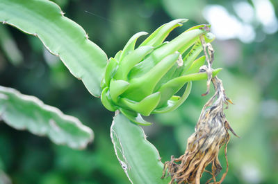 Close-up of plant