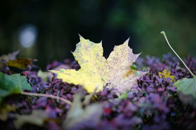 Close-up of autumnal leaves