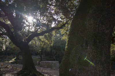 Trees growing in forest