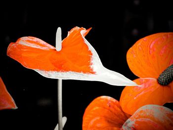 Close-up of orange leaf