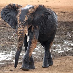 Close-up of elephant