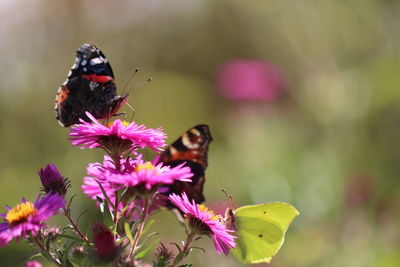 Close-up of butterfly pollinating on pink flower