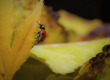 Close-up of ladybug on leaf