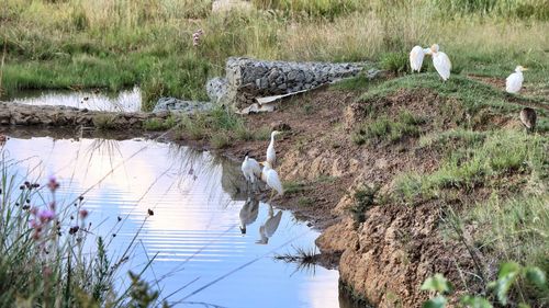 Bird on grass by water