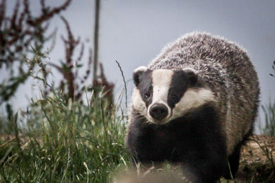 Portrait of an animal on field