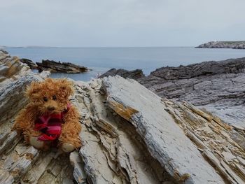 View of dog at beach against sky