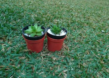 High angle view of potted plants on field