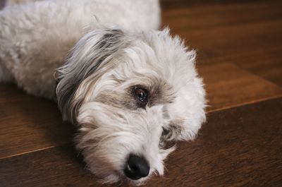 Dog lying down on hardwood floor