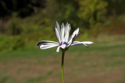 Close-up of white flower against blurred background